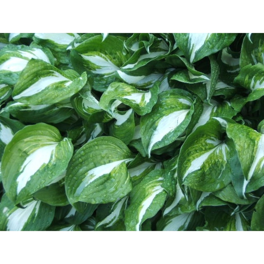 Hosta Undulata Univittata Live Plant Variegated Green Shade Perennial 18+ inch